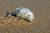 Grey Seal Pup, Horsey